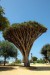 španělsko-strom.jpg